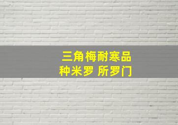 三角梅耐寒品种米罗 所罗门